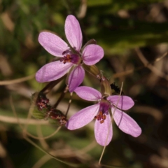 Erodium cicutarium (Common Storksbill, Common Crowfoot) at O'Connor, ACT - 30 Aug 2024 by ConBoekel