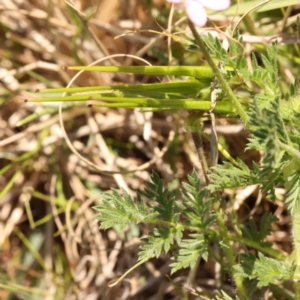 Erodium cicutarium at O'Connor, ACT - 31 Aug 2024