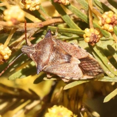 Oechalia schellenbergii (Spined Predatory Shield Bug) at O'Connor, ACT - 30 Aug 2024 by ConBoekel