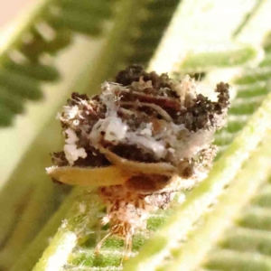 Chrysopidae (family) at O'Connor, ACT - 31 Aug 2024