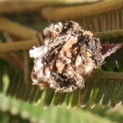 Chrysopidae (family) at O'Connor, ACT - 31 Aug 2024