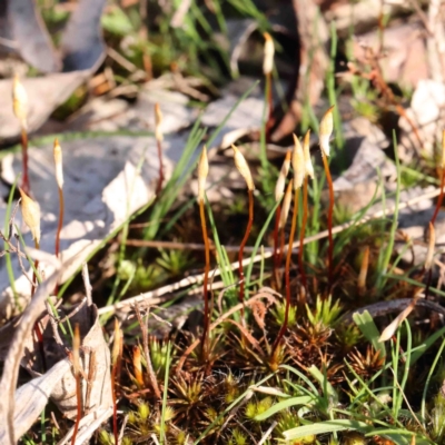 Polytrichaceae sp. (family) (A moss) at O'Connor, ACT - 31 Aug 2024 by ConBoekel