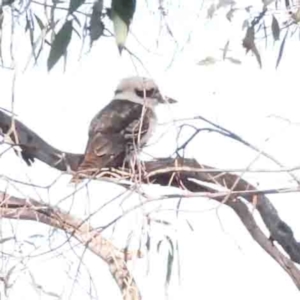 Dacelo novaeguineae at O'Connor, ACT - 31 Aug 2024 10:07 AM