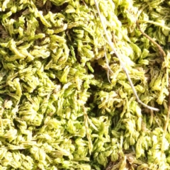 Unverified Moss, Liverwort or Hornwort at O'Connor, ACT - 31 Aug 2024 by ConBoekel