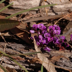 Hardenbergia violacea at O'Connor, ACT - 31 Aug 2024