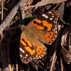 Vanessa kershawi (Australian Painted Lady) at O'Connor, ACT - 31 Aug 2024 by ConBoekel