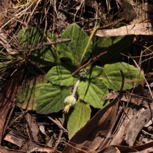 Cymbonotus sp. (preissianus or lawsonianus) at O'Connor, ACT - 31 Aug 2024