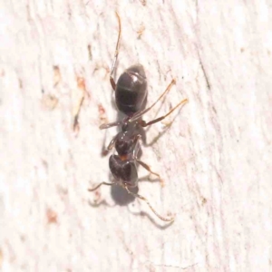 Anonychomyrma sp. (genus) at O'Connor, ACT - 31 Aug 2024