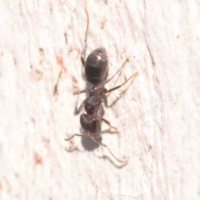 Anonychomyrma sp. (genus) (Black Cocktail Ant) at O'Connor, ACT - 31 Aug 2024 by ConBoekel