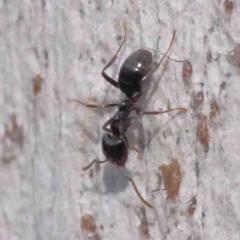 Anonychomyrma sp. (genus) at O'Connor, ACT - 31 Aug 2024