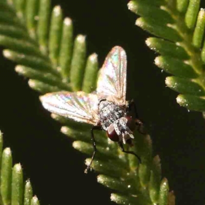 Unidentified True fly (Diptera) at O'Connor, ACT - 31 Aug 2024 by ConBoekel