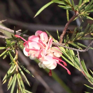 Grevillea rosmarinifolia subsp. rosmarinifolia at O'Connor, ACT - 31 Aug 2024