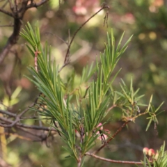 Grevillea rosmarinifolia subsp. rosmarinifolia at O'Connor, ACT - 31 Aug 2024