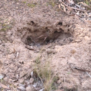 Tachyglossus aculeatus at O'Connor, ACT - 31 Aug 2024