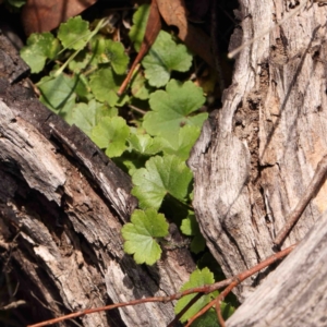 Hydrocotyle laxiflora at O'Connor, ACT - 31 Aug 2024