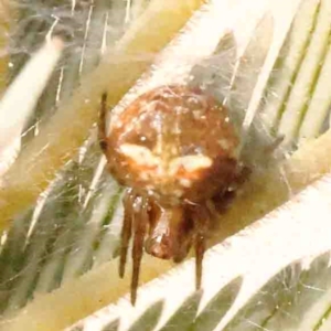 Araneus albotriangulus at O'Connor, ACT - 31 Aug 2024