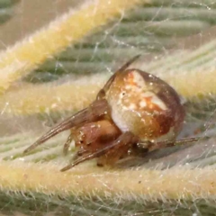 Araneus albotriangulus at O'Connor, ACT - 31 Aug 2024