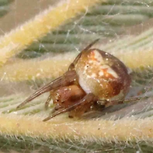 Araneus albotriangulus at O'Connor, ACT - 31 Aug 2024