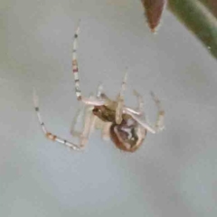 Unidentified Orb-weaving spider (several families) at O'Connor, ACT - 31 Aug 2024 by ConBoekel