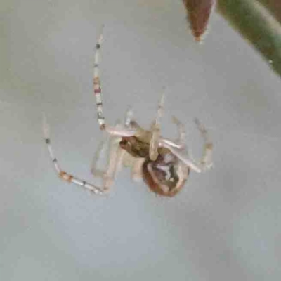 Unverified Orb-weaving spider (several families) at O'Connor, ACT - 31 Aug 2024 by ConBoekel