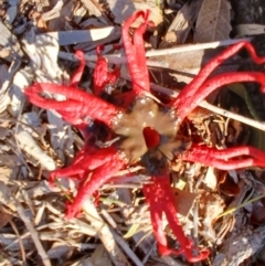 Aseroe rubra (Anemone Stinkhorn) at Jamberoo, NSW - 31 Aug 2024 by plants