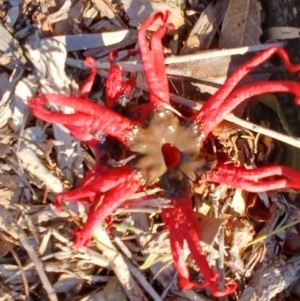 Aseroe rubra at Jamberoo, NSW - 1 Sep 2024