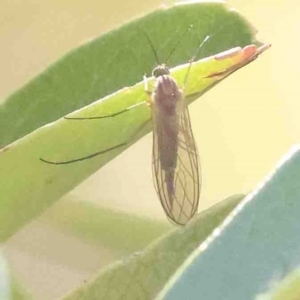 Chironomidae (family) at O'Connor, ACT - 31 Aug 2024