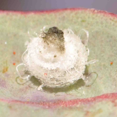 Psyllidae sp. (family) (Unidentified psyllid or lerp insect) at O'Connor, ACT - 31 Aug 2024 by ConBoekel
