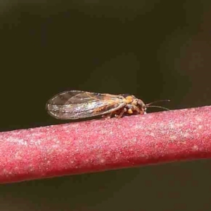 Psyllidae sp. (family) at O'Connor, ACT - 31 Aug 2024 11:12 AM