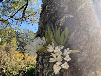 Sarcochilus falcatus (Orange Blossum Orchid) at Jamberoo, NSW - 31 Aug 2024 by Smithsay