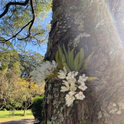 Sarcochilus falcatus (Orange Blossum Orchid) by Smithsay