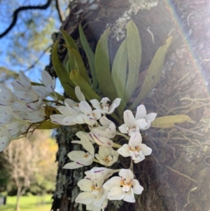 Sarcochilus falcatus at suppressed - suppressed