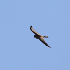 Falco cenchroides (Nankeen Kestrel) at Namarag NR - 1 Sep 2024 by JimL