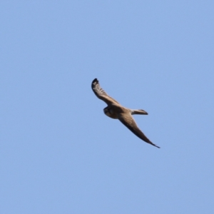 Falco cenchroides at Whitlam, ACT - 1 Sep 2024 10:13 AM