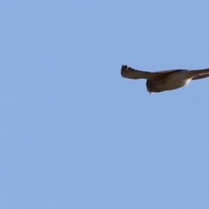 Falco cenchroides at Whitlam, ACT - 1 Sep 2024 10:13 AM