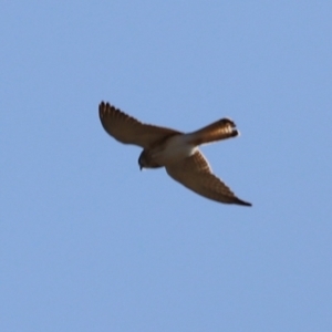 Falco cenchroides at Whitlam, ACT - 1 Sep 2024 10:13 AM