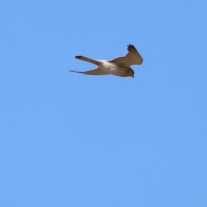 Falco cenchroides at Whitlam, ACT - 1 Sep 2024 10:13 AM