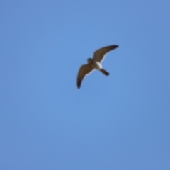 Falco cenchroides at Whitlam, ACT - 1 Sep 2024