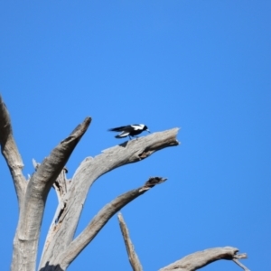 Gymnorhina tibicen at Whitlam, ACT - 1 Sep 2024