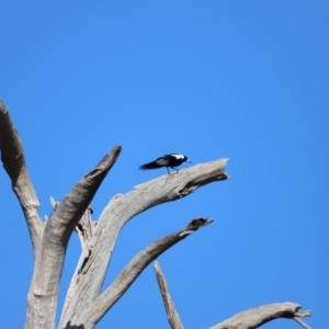 Gymnorhina tibicen at Whitlam, ACT - 1 Sep 2024