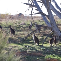 Macropus giganteus (Eastern Grey Kangaroo) at Whitlam, ACT - 1 Sep 2024 by JimL