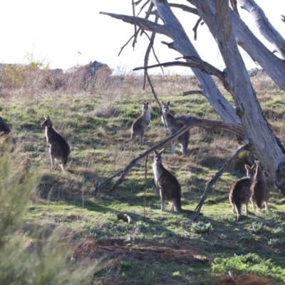 Macropus giganteus (Eastern Grey Kangaroo) at Whitlam, ACT - 31 Aug 2024 by JimL