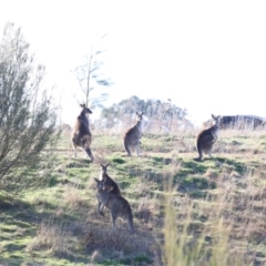 Macropus giganteus at Whitlam, ACT - 1 Sep 2024