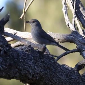 Colluricincla harmonica at Whitlam, ACT - 1 Sep 2024