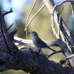 Colluricincla harmonica at Whitlam, ACT - 1 Sep 2024