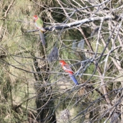 Platycercus elegans (Crimson Rosella) at Whitlam, ACT - 31 Aug 2024 by JimL