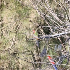 Platycercus elegans at Whitlam, ACT - 1 Sep 2024 09:25 AM