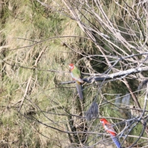 Platycercus elegans at Whitlam, ACT - 1 Sep 2024