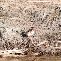 Carduelis carduelis (European Goldfinch) at Whitlam, ACT - 31 Aug 2024 by JimL