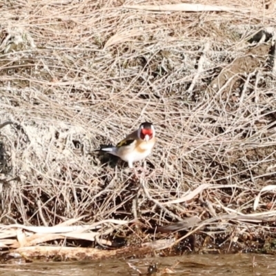 Carduelis carduelis (European Goldfinch) at Whitlam, ACT - 1 Sep 2024 by JimL